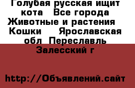 Голубая русская ищит кота - Все города Животные и растения » Кошки   . Ярославская обл.,Переславль-Залесский г.